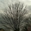 Pine Tree