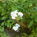 saponaire blanche