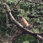 Northern Cardinal (female)