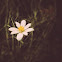 Blood Root