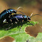 Beetle