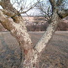 Lichen
