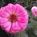 Zinnia