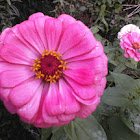 Zinnia