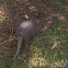 Armadillo
