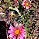 Gazanias