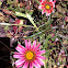 Gazanias