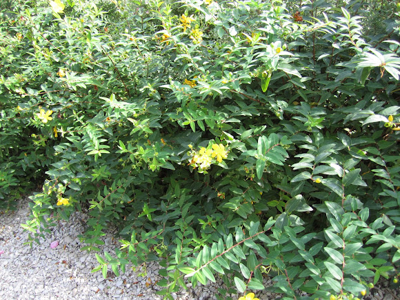 Spotting Image 1