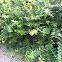 St. John's wort