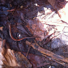 Red Back Salamander
