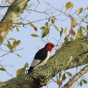 Red-Headed Woodpecker