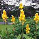 Candlebush flower