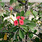 Crown of Thorns