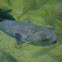 Pufferfish