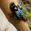 Black carpenter bee