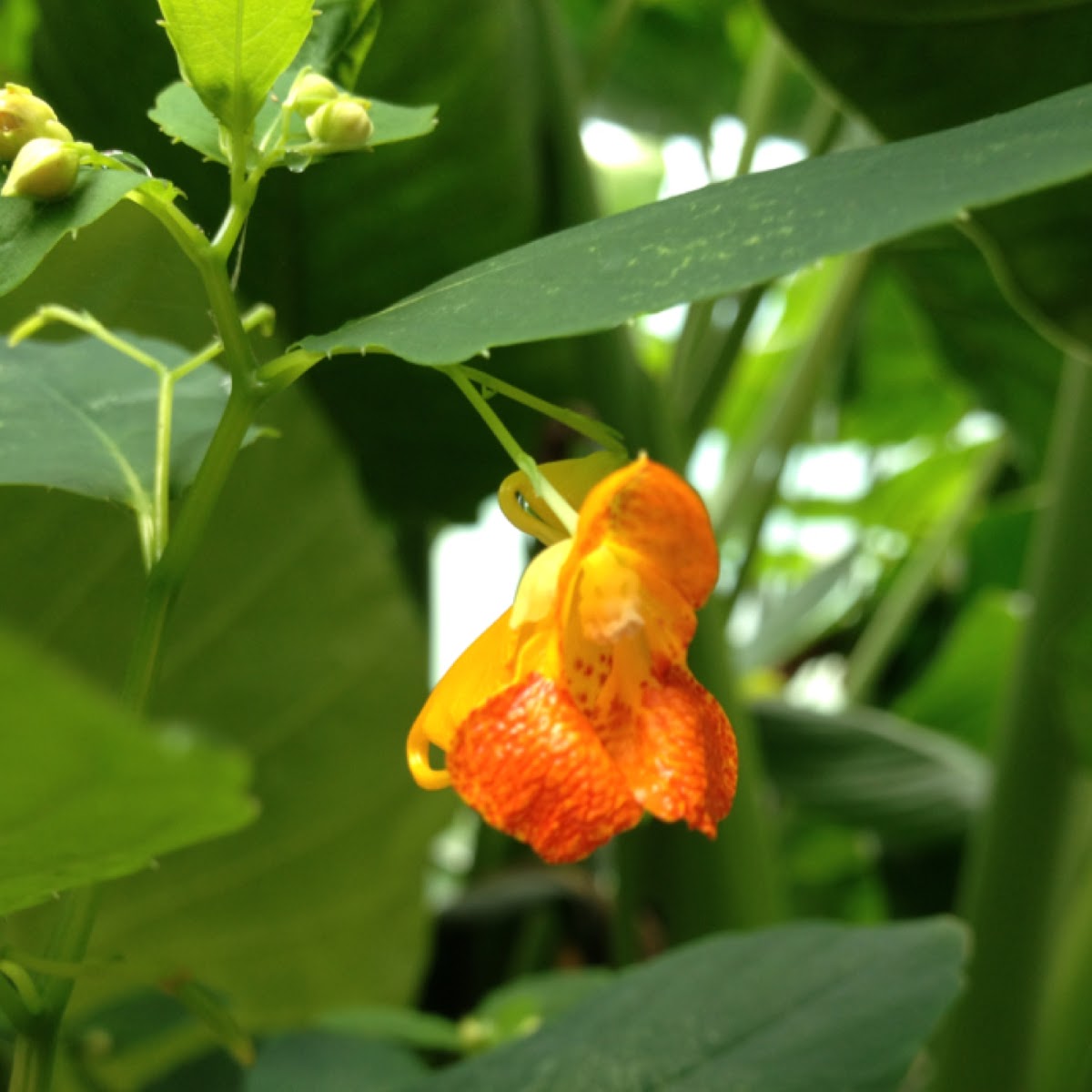 Jewelweed