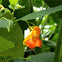 Jewelweed