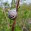 Grove Snail