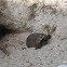 Gopher Tortoise