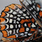 Checkerspot