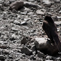 Black Phoebe