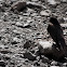 Black Phoebe