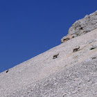 Alpine ibex