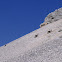 Alpine ibex