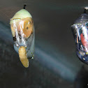 Monarch parasitized
