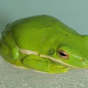 Tree frog