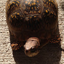 Box Turtle