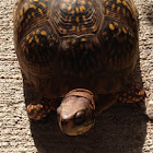 Box Turtle