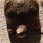 Box Turtle