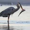 Great Blue Heron