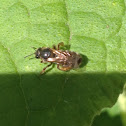 Honey bee
