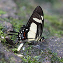 Torquatus Swallowtail