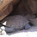 Desert tortoise