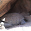 Desert tortoise