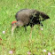 Black ibis