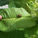 Singing Milkweed Beetle