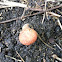 Bolete
