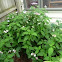 lacecap hydrangea