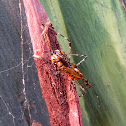 Assassin bug