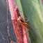 Assassin bug