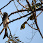 White-bellied Drongo