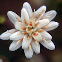 Almizcle