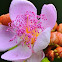 Wild flower