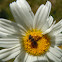 Daisy
