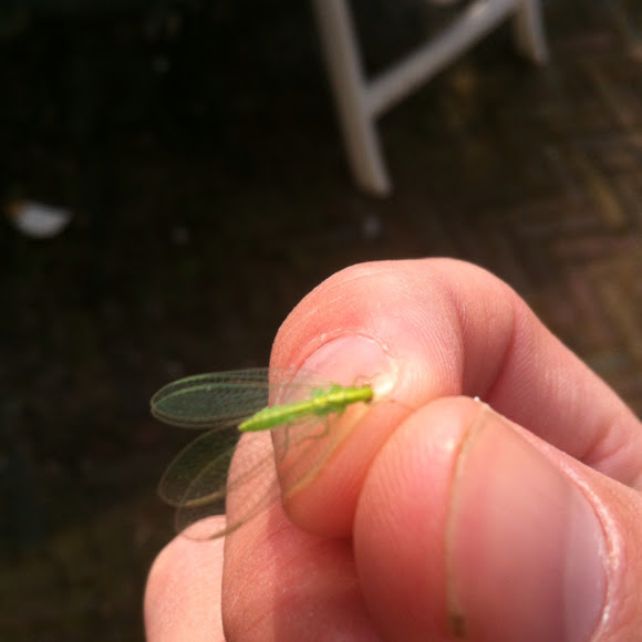 Spotting Image 1