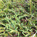 Creeping Juniper